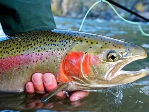 Steelhead fishing charters, Lake Erie