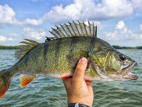 perch fishing charters, Lake Erie